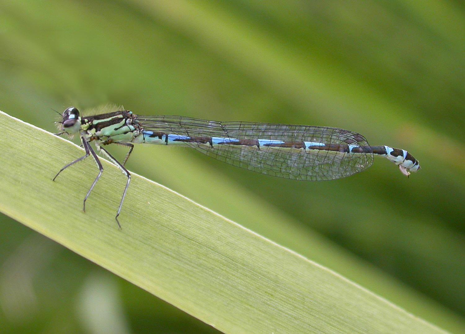 Female Variable Damselfly by David Kitching